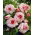 Begonia - Picotee White - biało-różowa - GIGA paczka! - 100 szt.