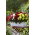 Begonia wielokwiatowa - Multiflora Maxima - mix kolorów - duża paczka! - 20 szt.