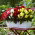Begonia wielokwiatowa - Multiflora Maxima - mix kolorów - duża paczka! - 20 szt.