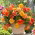 Begonia - Golden Balcony - kwiaty o ciepłych odcieniach - GIGA paczka! - 100 szt.