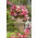 Begonia - Pink Balcony - kwiaty w odcieniach różu - GIGA paczka! - 100 szt.