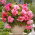 Begonia - Pink Balcony - kwiaty w odcieniach różu - GIGA paczka! - 100 szt.