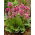 Bergenia Morgenrote - GIGA paczka! - 50 szt.