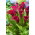 Calla Saigon - GIGA paczka! - 50 cebulek