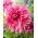 Dalia - Myrtle's Folly - GIGA paczka! - 50 szt.