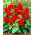 Begonia Non Stop - czerwona - GIGA paczka! - 100 szt.
