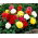 Begonia Non Stop - mix kolorów - GIGA paczka! - 100 szt.