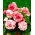 Begonia - Bouton de Rose - różowo-biała - GIGA paczka! - 100 szt.