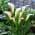 Calla Crystal Blush - GIGA paczka! - 50 cebulek