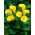 Calla Florex Gold - cebulka XXL - GIGA paczka! - 50 cebulek