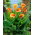 Calla Hot Shot - cebulka XXL - GIGA paczka! - 50 szt.