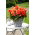 Begonia wielkokwiatowa - Superba Orange - pomarańczowa - GIGA paczka! - 100 szt.