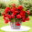 Begonia pachnąca - Odorata Red Glory - GIGA paczka! - 100 szt.