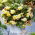 Begonia pachnąca - Odorata Sunny Dream - GIGA paczka! - 100 szt.