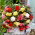 Begonia pachnąca - mix kolorów - GIGA paczka! - 100 szt.