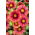 Gailardia Arizona Red Shades - sadzonka - GIGA paczka! - 50 szt.