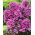 Floks (Phlox) - Płomyk wiechowaty - Classic Cassis - GIGA paczka! - 50 szt.