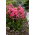 Floks (Phlox) - Płomyk wiechowaty - Cleopatra - GIGA paczka! - 50 szt.