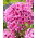 Floks (Phlox) - Płomyk wiechowaty - Ferris Wheel - GIGA paczka! - 50 szt.
