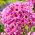 Floks (Phlox) - Płomyk wiechowaty - Ferris Wheel - GIGA paczka! - 50 szt.