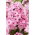 Floks (Phlox) - Płomyk wiechowaty - Picasso - GIGA paczka! - 50 szt.