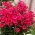 Floks (Phlox) - Płomyk wiechowaty - Grenadine Dream - GIGA paczka! - 50 szt.