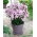 Floks (Phlox) - Płomyk wiechowaty - Swizzle - GIGA paczka! - 50 szt.