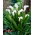 Calla Captain Fresco - GIGA paczka! - 50 cebulek
