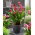 Calla Red Charm - GIGA paczka! - 50 cebulek