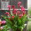 Calla Red Charm - GIGA paczka! - 50 cebulek