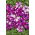 Petunia Dot Star F1 - Dark Violet