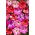 Petunia Dot Star F1 - Mix