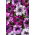 Petunia Superbissima Mix - olbrzymie kwiaty do 16 cm