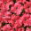 Petunia Aphrodite F1 - Salmon