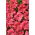 Petunia Aphrodite F1 - Salmon