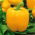 Papryka Yellow California Wonder - żółta, słodka