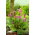 Bergenia Purpurea - GIGA paczka! - 50 szt.
