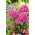 Floks (Phlox) - Płomyk wiechowaty - Cosmopolitan - GIGA paczka! - 50 szt.