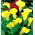 Calla Cream - GIGA paczka! - 50 cebulek