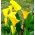 Calla Cream - GIGA paczka! - 50 cebulek