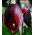 Calla Schwarzwalder - GIGA paczka! - 50 cebulek