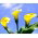 Calla Cream - duża paczka! - 10 cebulek