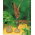 Arum Cornutum - Lilia Voodoo - oryginał w rozmiarze XL - GIGA paczka! - 50 cebul