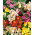 Alstremeria - Alstroemeria - duża paczka! - 10 szt.
