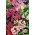 Alstremeria - Alstroemeria - GIGA paczka! - 50 szt.