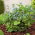 Brunera wielkolistna - Brunnera Macrophylla - GIGA paczka! - 50 szt.