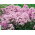 Floks (Phlox) - Płomyk wiechowaty - Neon Flare - duża paczka! - 10 szt.