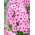 Floks (Phlox) - Płomyk wiechowaty - Neon Flare - GIGA paczka! - 50 szt.