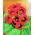 Gloksynia czerwona - Defiance - GIGA paczka! - 50 szt.