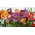 Alstremeria - Alstroemeria - GIGA paczka! - 50 szt.